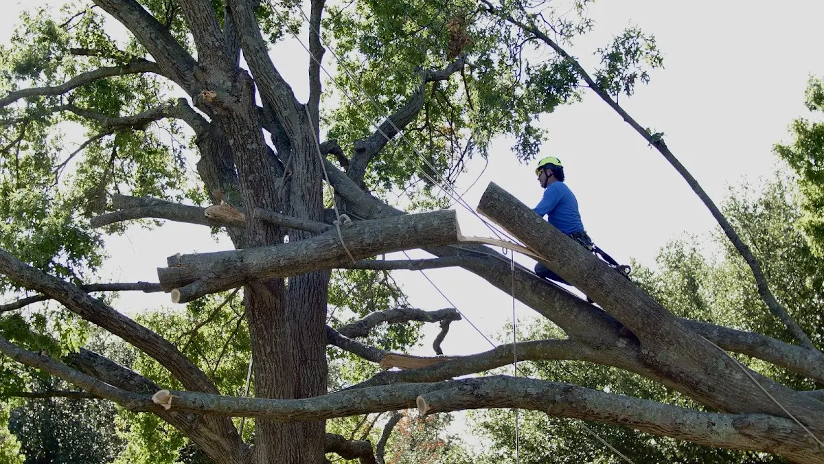 Professional Crown Thinning performed by certified arborists in Manville