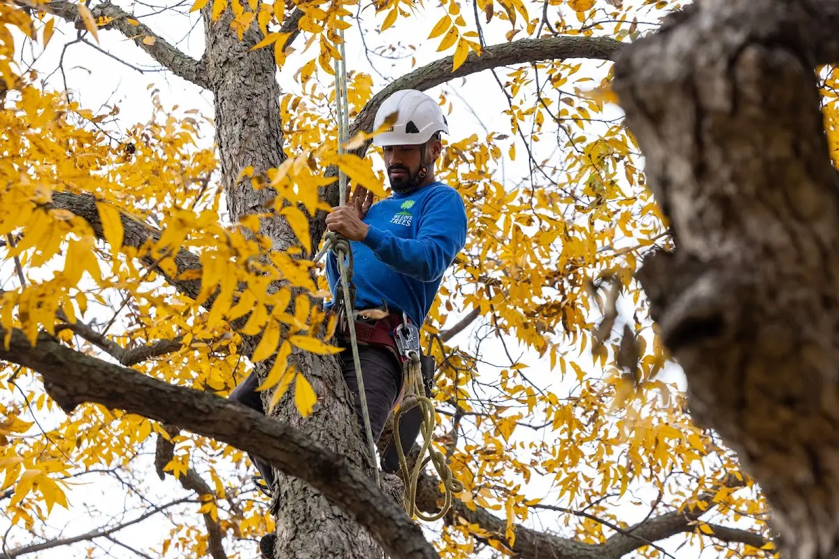 Skilled Tree Pruning crew working in Manville