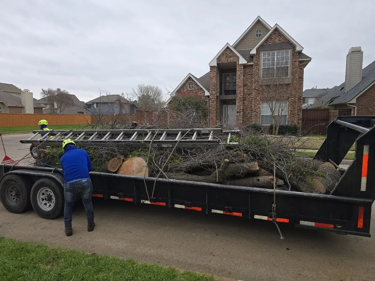 Expert Tree Pest Control with proper safety equipment in Manville
